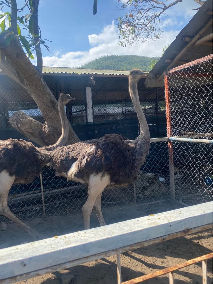 Cho thuê mặt tiền Trần Hưng Đạo Quy Nhơn 300m² giá 110 triệu - Đầu tư sinh lời ngay!