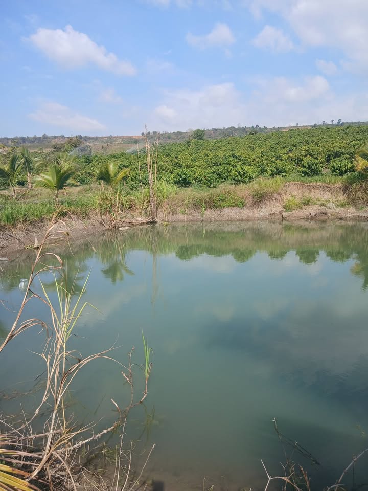 Đất Farm 18.000m² tại Xã Tân Hà, Huyện Phúc Thọ - Giá chỉ 4,86 tỷ VND