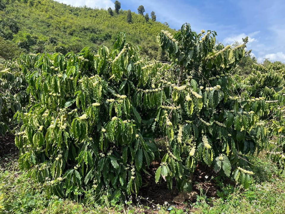 Farm sản xuất cà phê 1.4ha tại xã Quảng Lập, Đơn Dương - Giá 3.5 tỷ, cơ hội đầu tư lý tưởng!