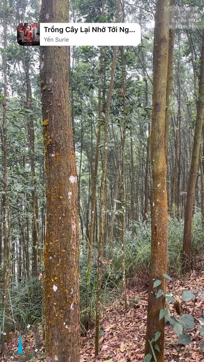 Đất nông nghiệp 55ha tại xã Yên Phú, Huyện Hàm Yên, Tuyên Quang - Cơ hội đầu tư hấp dẫn!
