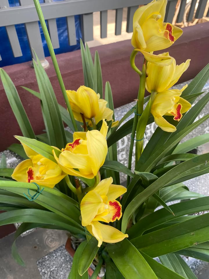 Đất nền chính chủ Phường Hoài Hảo, Bình Định 115m² giá chỉ 3xx triệu - Đầu tư sinh lời nhanh!