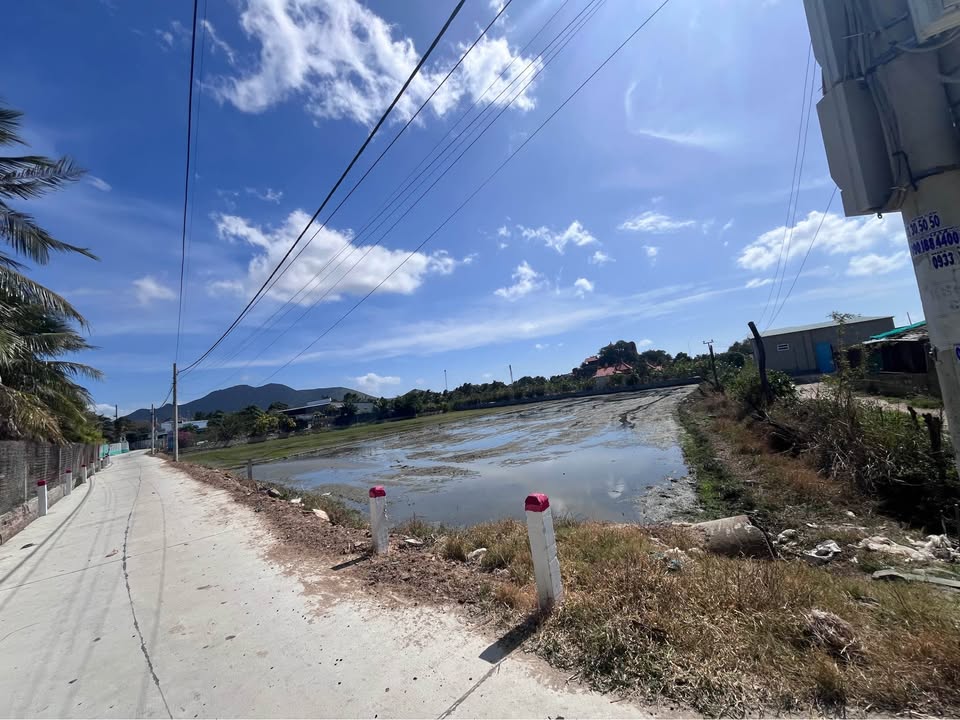 Đất lúa 1.000m² tại Ninh Chữ, Khánh Hòa - Giá chỉ 1,5 tỷ