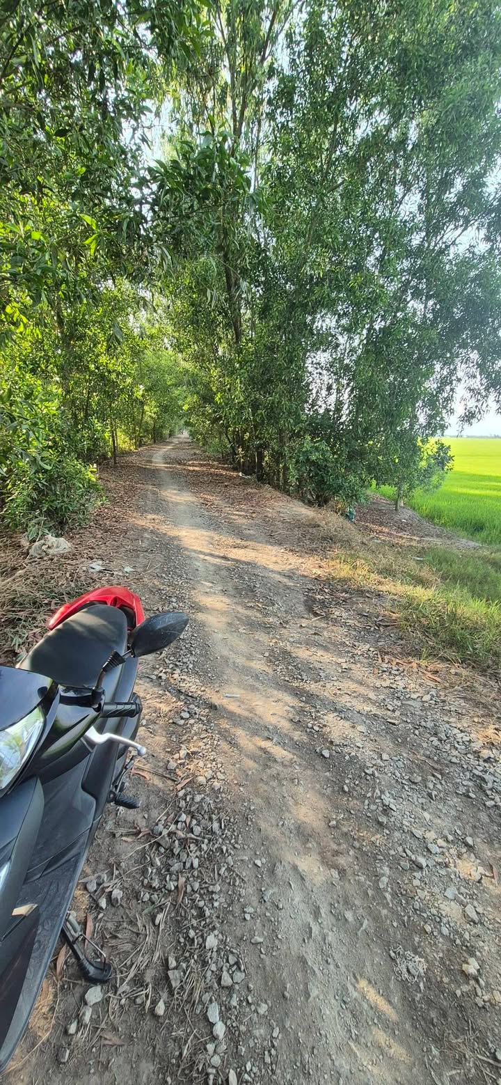 Đất nền mặt tiền 50m tại Tây Phú, Thoại Sơn - Giá chỉ từ 1xx triệu!