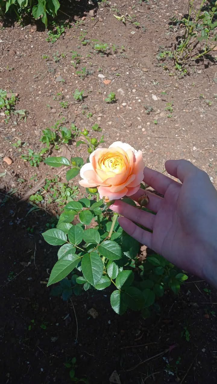 Đất thổ cư cho thuê dài hạn tại Thị trấn Liên Nghĩa, 84m², giá 100 triệu/năm - Khu dân cư an ninh!