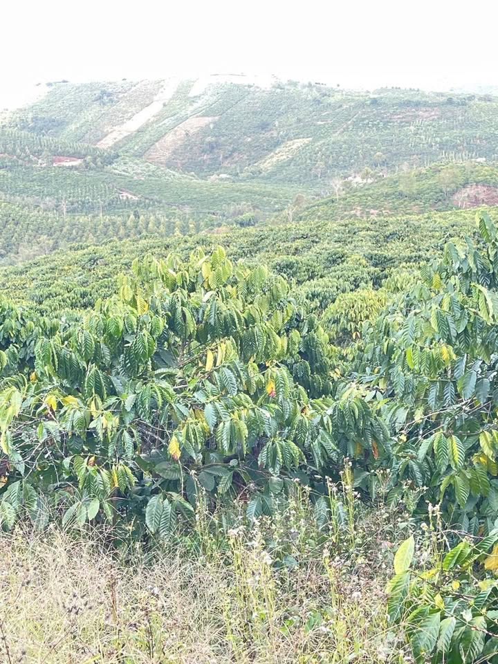 Đất nền thôn 10, xã Tân Lâm, diện tích 3.240m² giá 2.5 tỷ - Cơ hội đầu tư hấp dẫn!