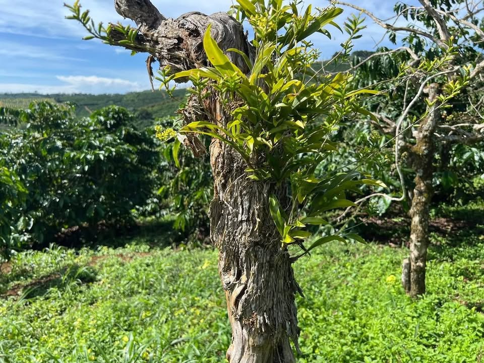 Farm diện tích 1.39ha tại Thôn 6, Tân Châu - Cơ hội đầu tư hấp dẫn!