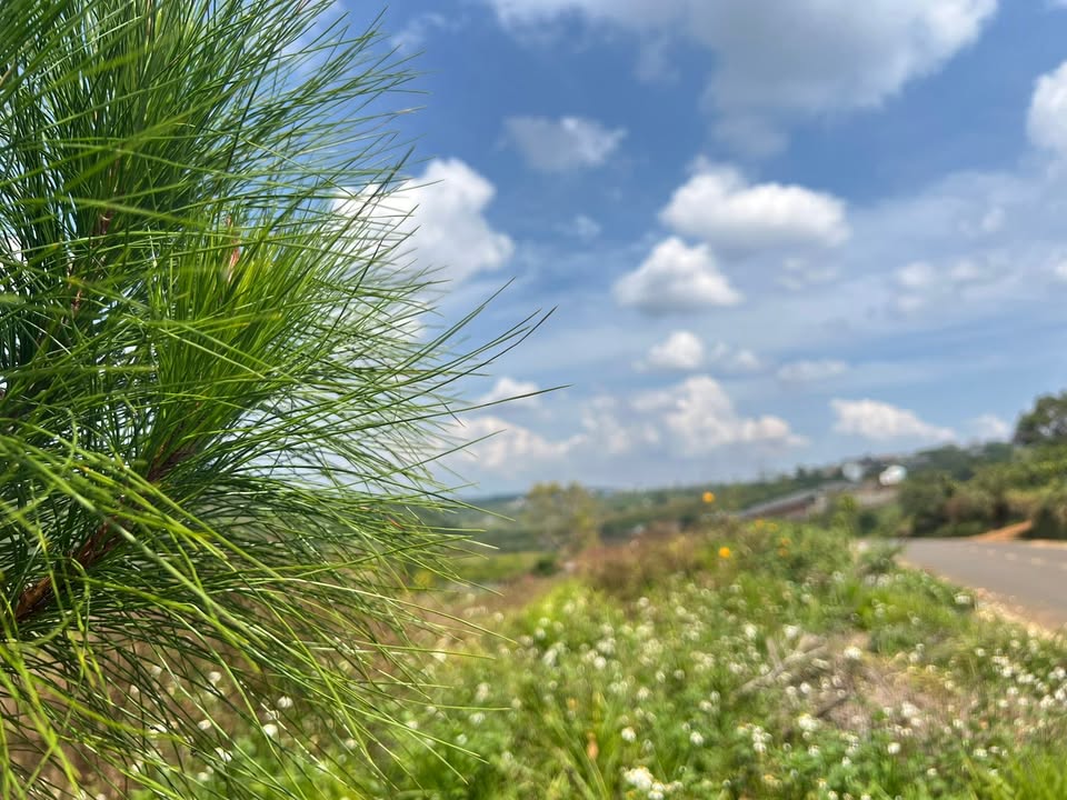 Đất nền Thị trấn Di Linh 112m² giá thỏa thuận - Tiện ích đầy đủ gần chợ