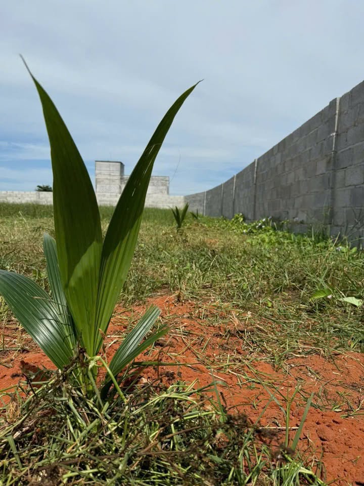 Đất CLN tại Hàm Chính 750m² giá 850 triệu - Cần bán gấp trước Tết!