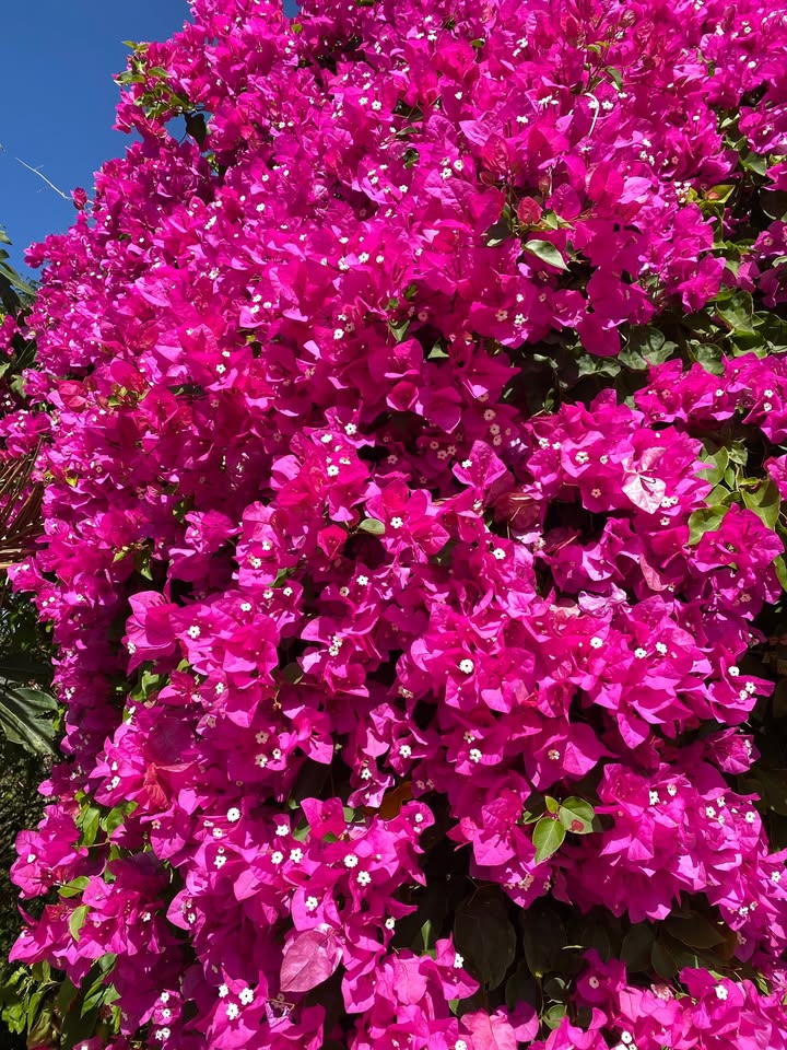 Lô đất nghỉ dưỡng 7000m² tại Phú Quang, Chư Pưh giá 2 tỷ - Đầu tư lý tưởng!