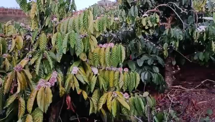 Đất nền 1,1ha tại xã Đăk Rung, Đăk Song giá 1,88 tỷ - Cơ hội đầu tư hấp dẫn!