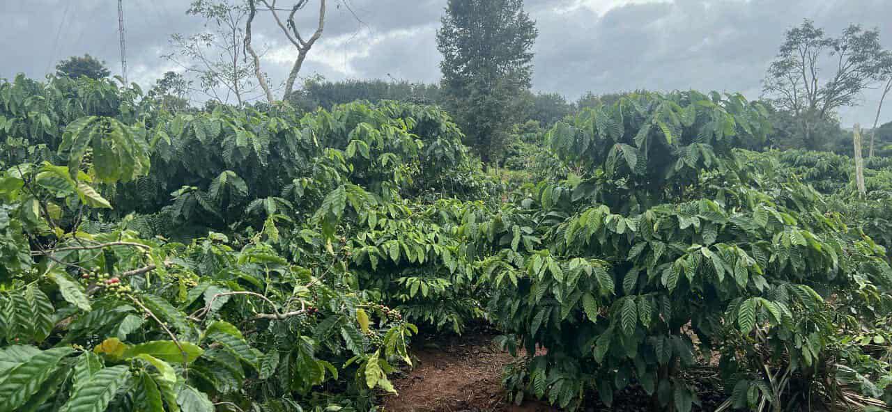 Farm 1.8ha tại thôn 7, Xã Ea Hiao, Giá 6.3 tỷ - Cơ hội đầu tư hấp dẫn!