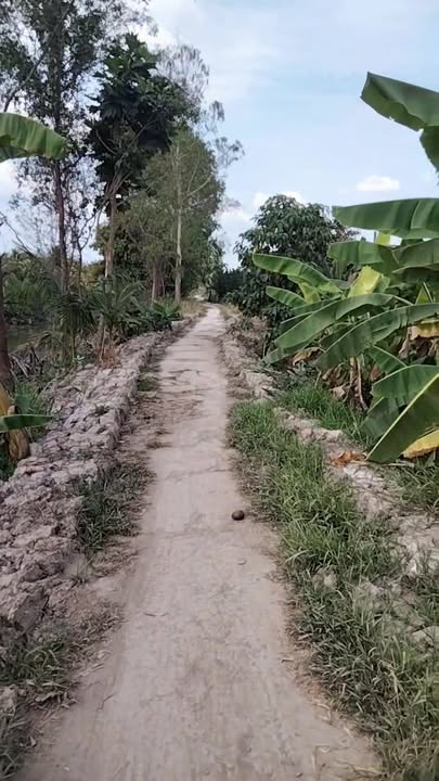 Đất Farm 7ha tại Xã Trà Côn, Huyện Trà Ôn - Giá 1.12 tỷ, Đầu Tư Đáng Giá!