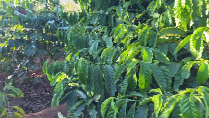 Đất cho thuê tại Xã Kon Gang, Huyện Đăk Đoa - Giá thỏa thuận, vị trí đẹp!