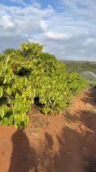 Farm 3,8ha tại Xã Ia Pia, Huyện Chư Prông giá 5,8 tỷ - Cơ hội đầu tư tuyệt vời!