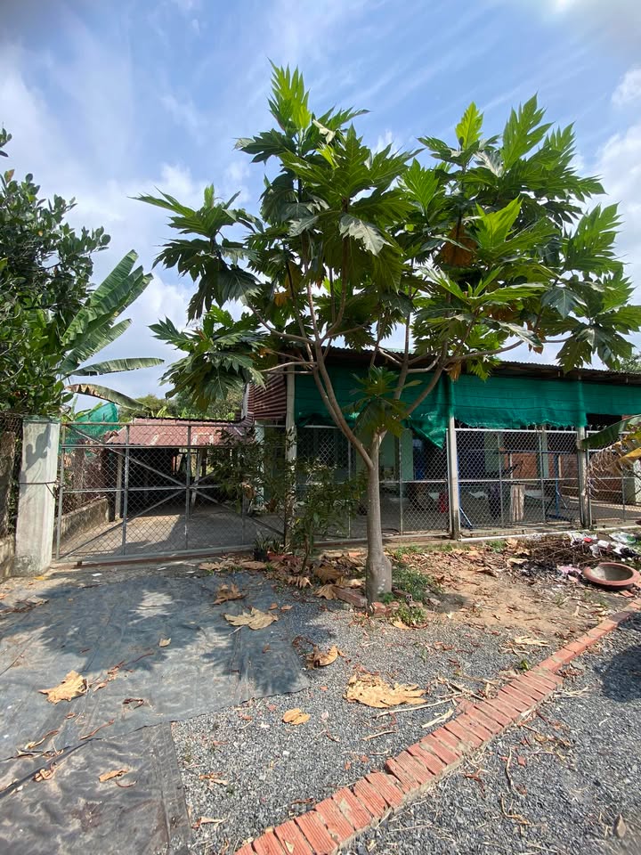 Nhà phố Phường Long Hoa, Tây Ninh 127m² giá 500 triệu - Sẵn sàng vào ở ngay!