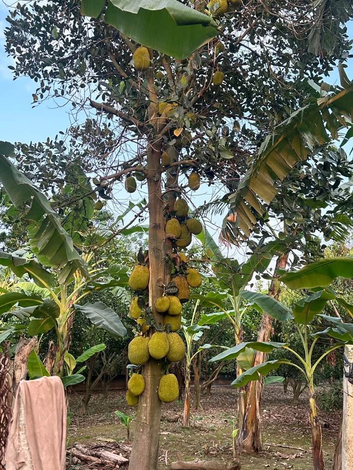 Đất nông nghiệp Xã Phú Sơn, Huyện Gia Lâm 1552m² giá 1 tỷ - Gần chợ Keo!