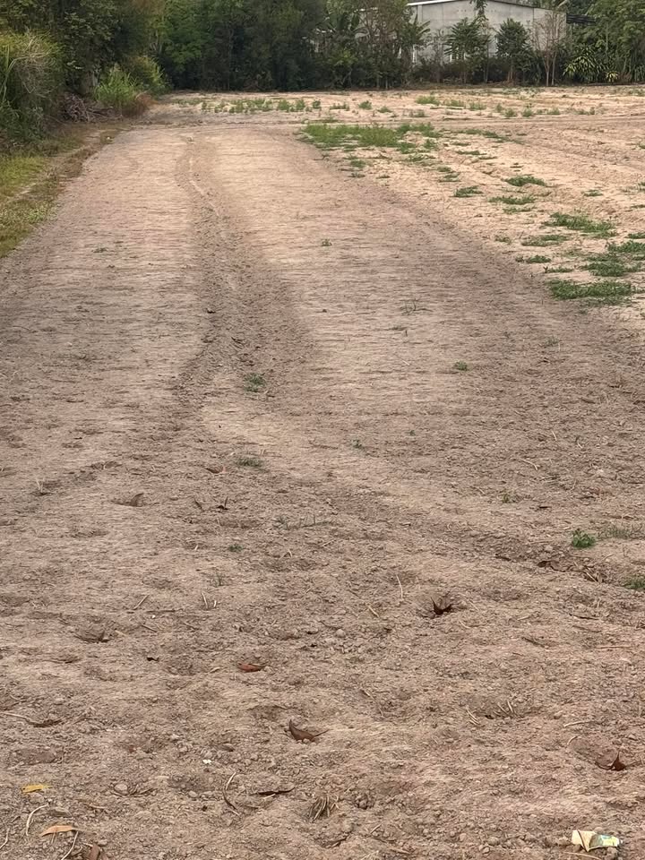 Đất nền mặt tiền đường nhựa An Thới 1000m² - Đầu tư sinh lời cao!