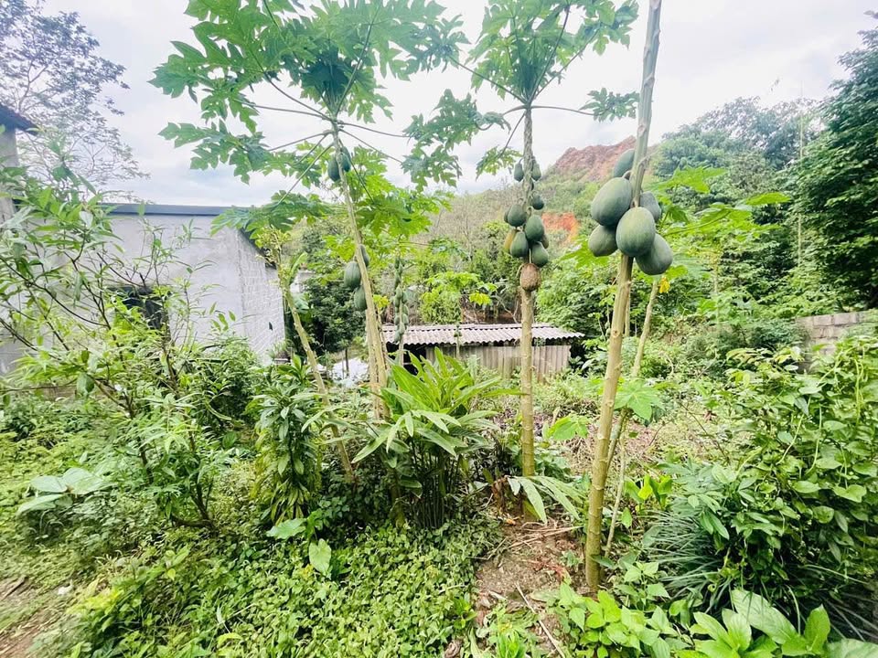 Đất thổ cư 127m² tại Cao Dương, Lương Sơn - Giá 500 triệu, đầu tư sinh lời!