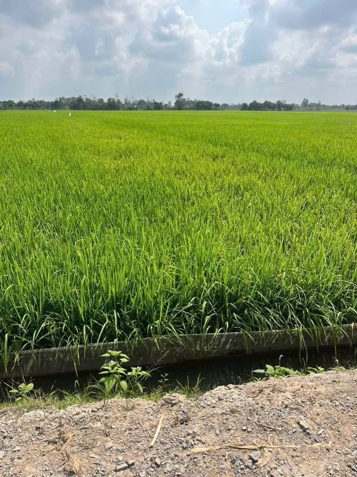 Cho thuê đất vườn 13 công xã Bình Hàng Trung - Giá chỉ 6 triệu/tháng!