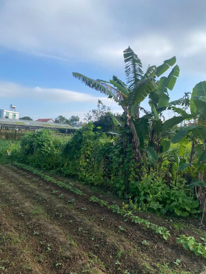 Đất nền tại khối phố Xuyên Tây, xã Đại Hiệp, 216m² giá 600 triệu - Cơ hội đầu tư hấp dẫn!