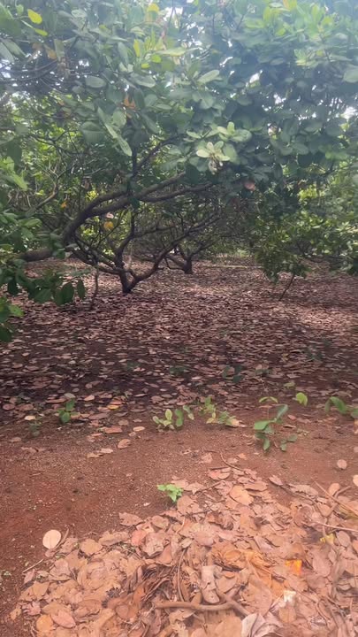 Đất Farm 1ha đường nhựa Củ Chi giá 1 tỷ - Cơ hội đầu tư lý tưởng!