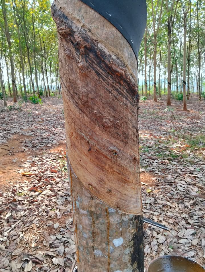 Đất nông nghiệp Bù Đăng 39.999m² giá thỏa thuận - Cơ hội đầu tư hiếm có!