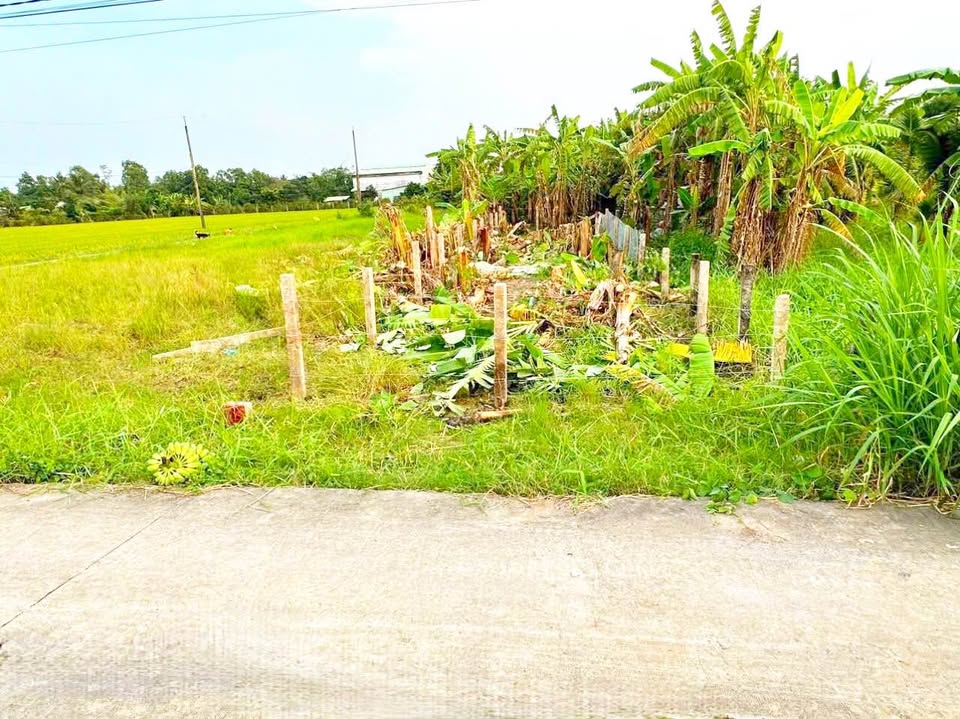 Đất thổ cư Tân Trụ, Long An 132.7m² - Sổ hồng riêng, giá chỉ 479 triệu