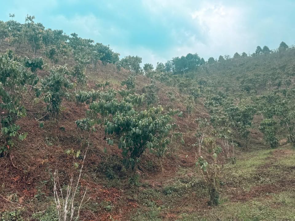 Đất nền Lộc Bảo Bảo Lâm 7200m² giá 630 triệu - Sổ đỏ đầy đủ!