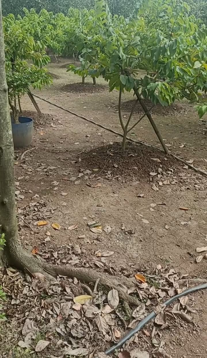 Đất trồng cây lâu năm tại Đại Hưng, 720m² - Giá thỏa thuận, có sổ đỏ