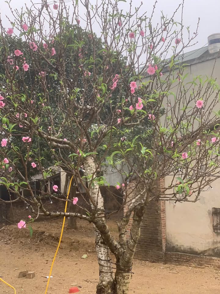 Đất nền Huyện Củ Chi 200m² giá 100 tỷ - Cơ hội đầu tư tuyệt vời!