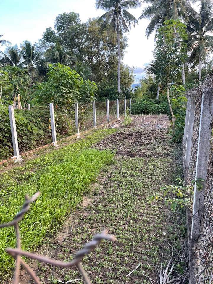 Đất Vườn Diên Lạc 135m² - Sổ Hồng Riêng - Giá 950 Triệu