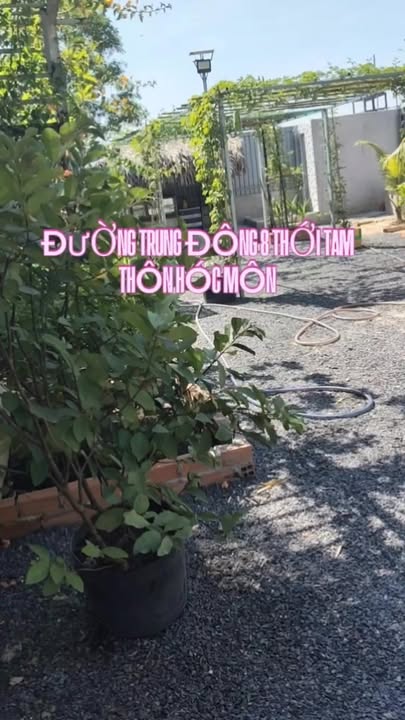 Đất vườn Thới Tam Thôn Hóc Môn 312m² giá 1.8 tỷ - Cơ hội đầu tư tuyệt vời!