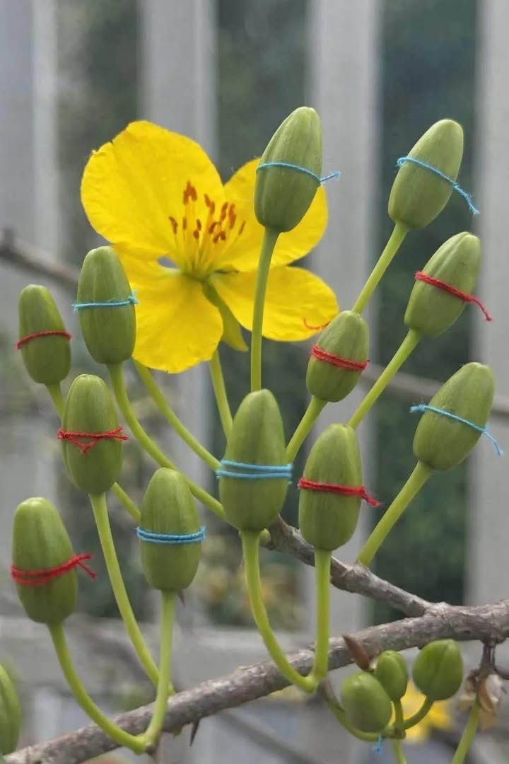 Đất kiệt Âu Cơ, Đà Nẵng 130m² giá 3.9 tỷ - Đường rộng ô tô vào tận nơi!