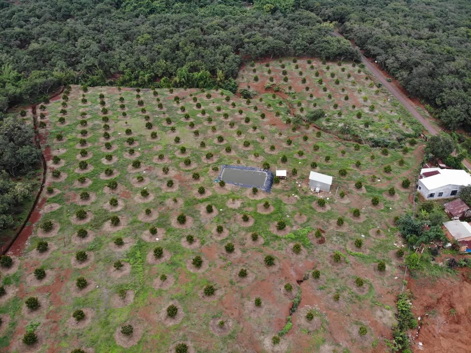 Đất nông nghiệp 4ha tại xã Bom Bo, Bù Đăng 6.6 tỷ - Cơ hội đầu tư hấp dẫn!