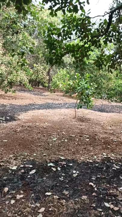 Đất nông nghiệp 7000m² tại xã Thống Nhất, huyện Bù Đăng - Giá chỉ 1.3 tỷ!