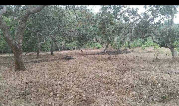 Đất nền 11.780m² tại xã Đức Liễu, huyện Bù Đăng - Giá hấp dẫn 2.1 tỷ VND!