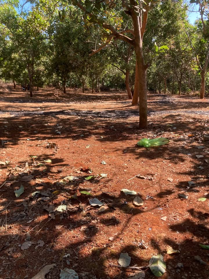 Đất nông nghiệp 1ha tại Thôn 1, Xã Đức Liễu - Giá chỉ 2.1 tỷ VND