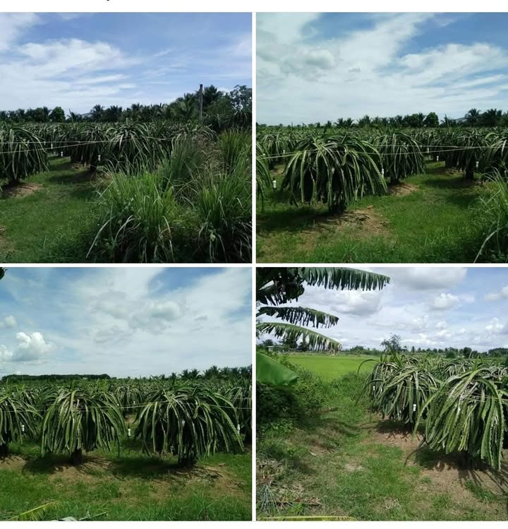 Đất nền xã Hàm Liêm, Huyện Hàm Thuận Bắc 2633m² - Cơ hội đầu tư tuyệt vời!