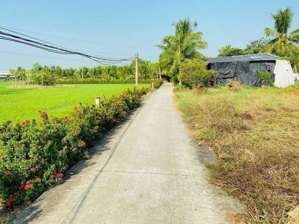 Đất thổ cư Tân Trụ Long An 100m² giá 420 triệu - Đầu tư sinh lời ngay!