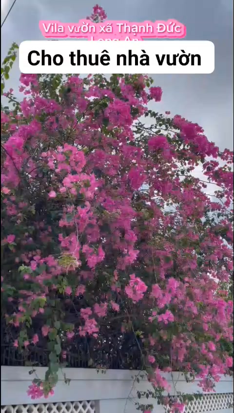 Nhà vườn cho thuê tại Thạnh Đức, Bến Lức 1000m² giá 8 triệu - Không gian sống lý tưởng!