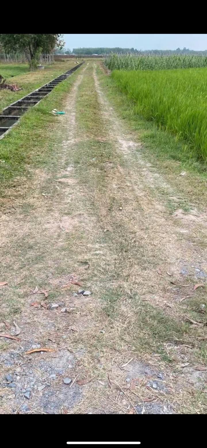 Đất Củ Chi 4.400m² giá chỉ 2.2 tỷ - Mặt tiền đường Kênh, xe tải vào tận nơi!