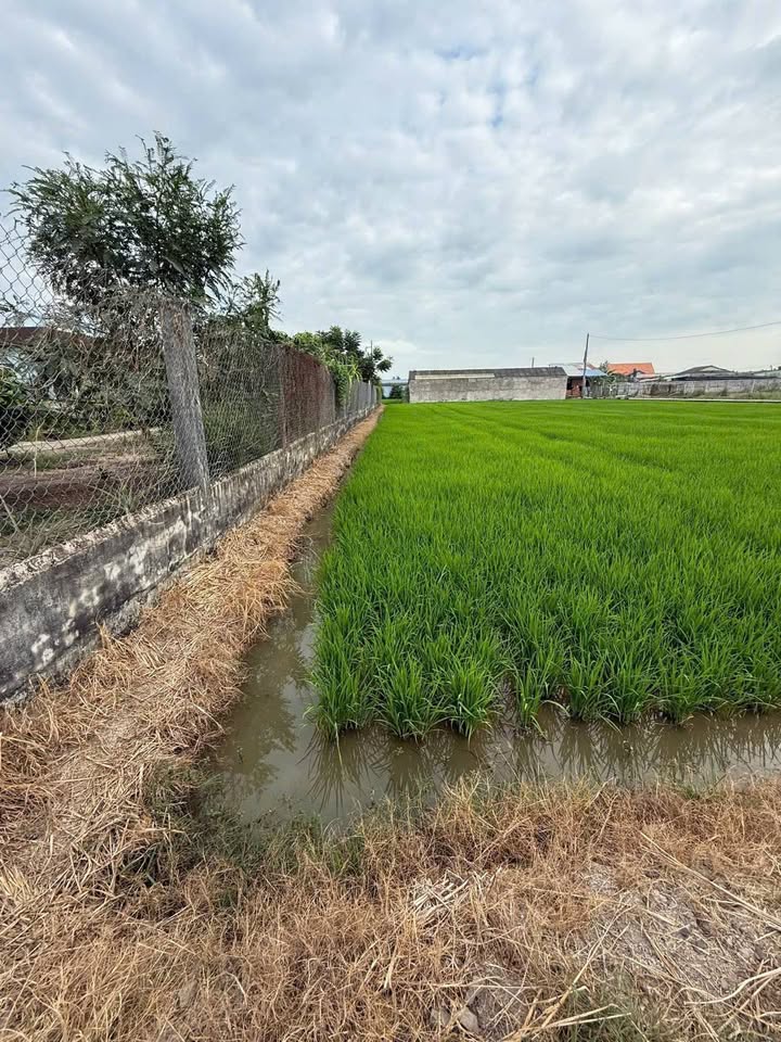 Đất thổ cư 150m² tại Tân Bình, Tân Trụ, Long An - Giá chỉ 480 triệu!