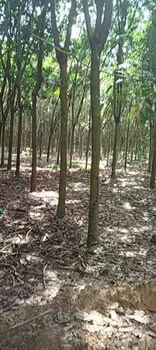 Đất Farm 1ha tại Phước Hòa, Bình Dương giá 5 tỷ - Sổ đỏ chính chủ!