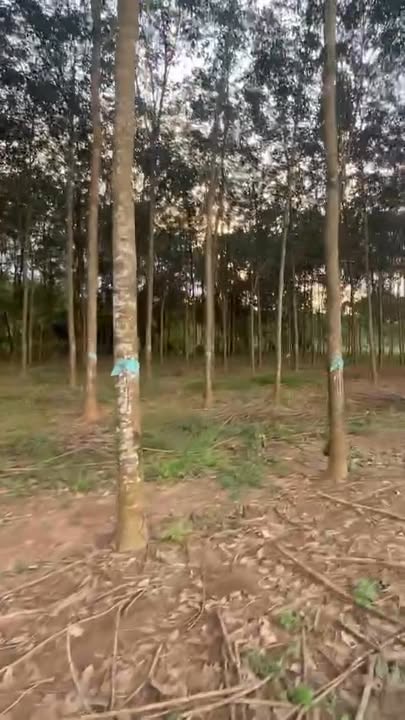 Đất Farm 1,5ha tại Vĩnh Hòa, Phú Giáo, 5 tỷ - Mặt tiền đường sông tuyệt đẹp!