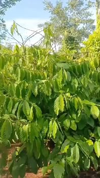 Đất liên kết Đội 4 Buôn Jung 1872m² giá 1.56 tỷ - Đầy đủ tiện ích!