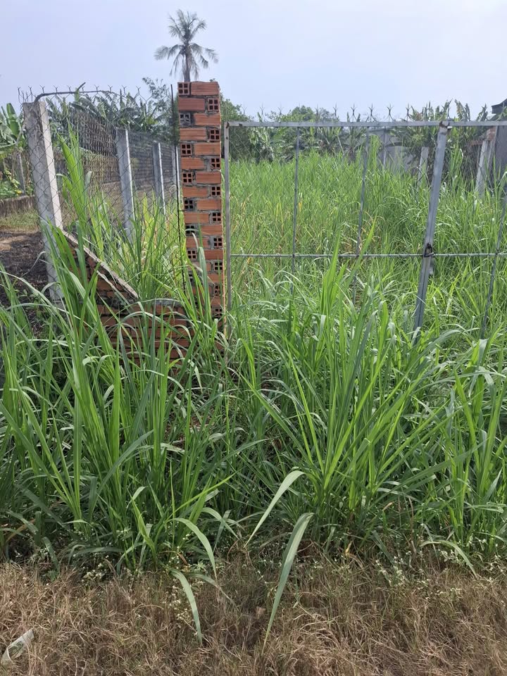 Đất thổ cư 222m² tại Thị xã Trảng Bàng - Giá chỉ 950 triệu, cơ hội đầu tư tuyệt vời!