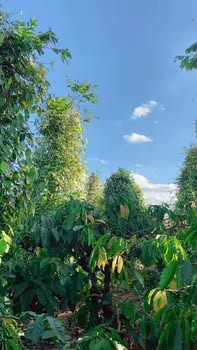 Farm 14.000m² Đắk Lắk - Vườn Cà Phê, Sầu Riêng, Tiêu - Giá 3.75 Tỷ