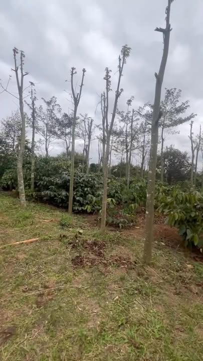 Farm tại Xã Ea Ngai, Huyện Krông Búk, 11,000m² giá 5.5 tỷ - Đất đẹp, sẵn sàng sản xuất!