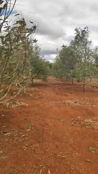 Đất nền Phường Bình Tân - 750m² giá 1.37 tỷ - Gần chợ Bình Hòa!