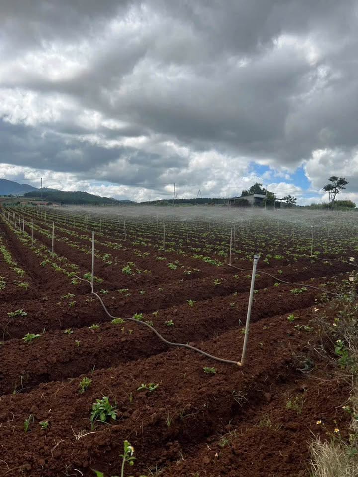 Đất nông nghiệp 1,8 hecta tại Ka Đơn, Đơn Dương - Giá chỉ 6.48 tỷ!